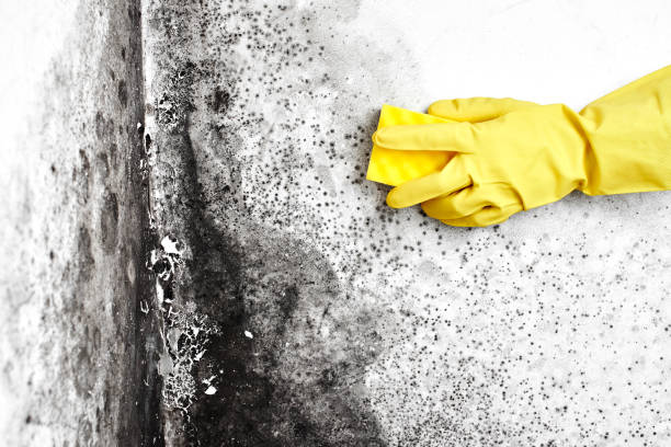 Best Crawl Space Mold Remediation  in Mount Hope, NJ